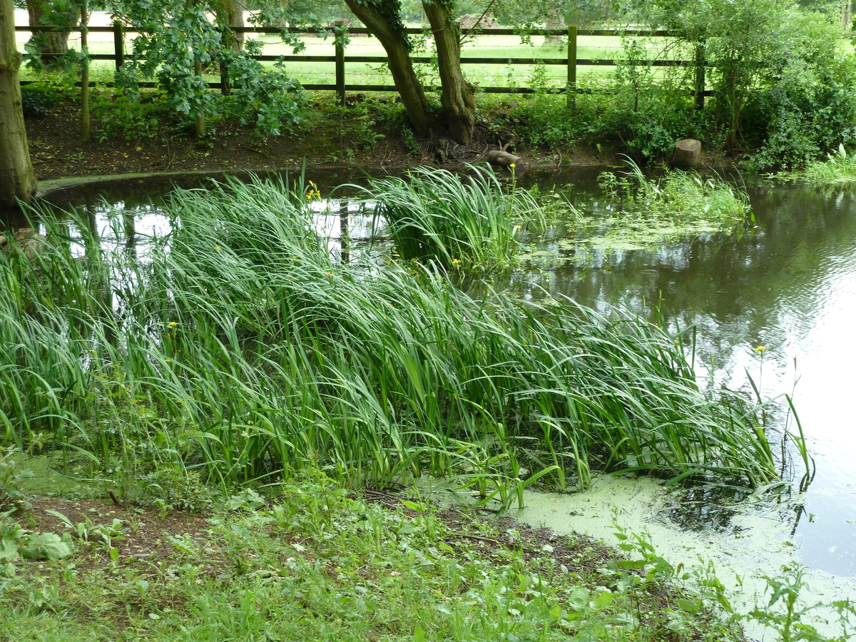 Upper Green Pond